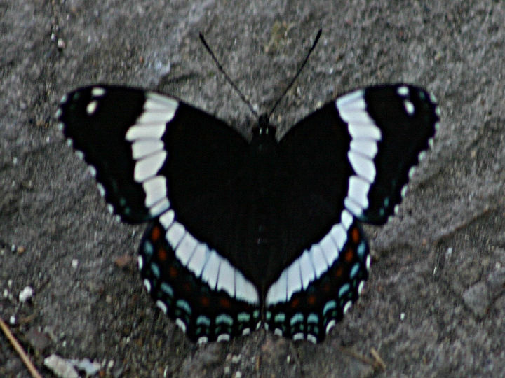 One of the butterflys that flit around the conservation reserve