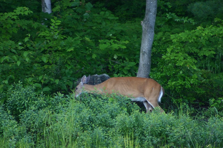 Deer at McCrae Lake.