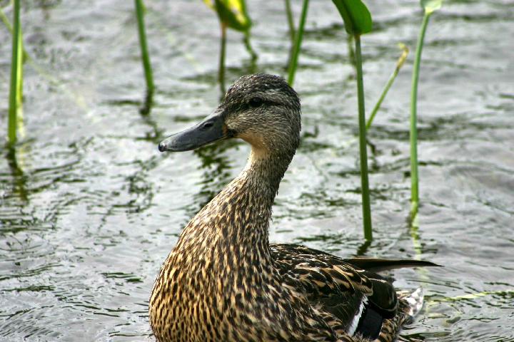Mallard Duck floating on McCrae Lake