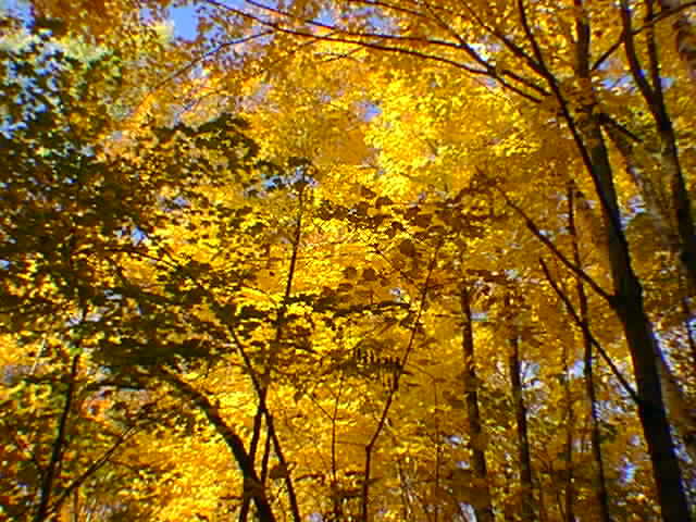 Autumn colours above portage trail