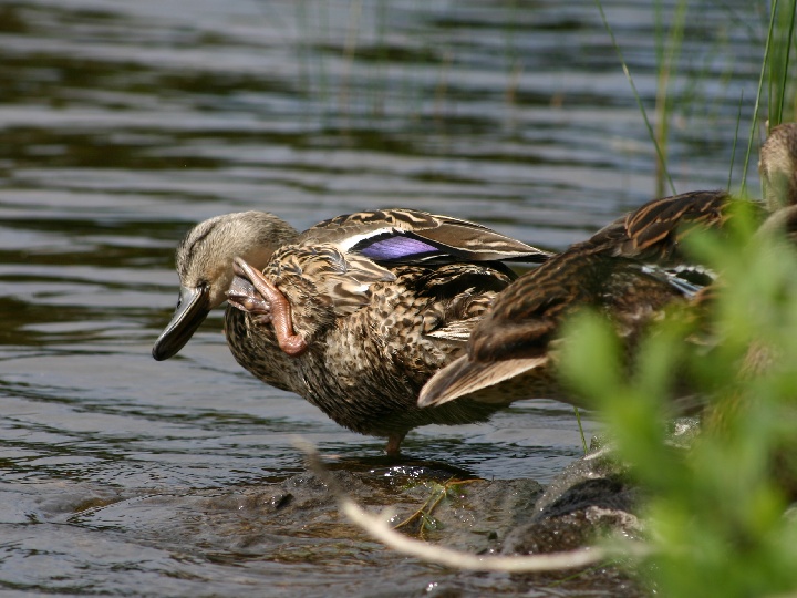 Mallard Duck scratching in Pikes Bay area.