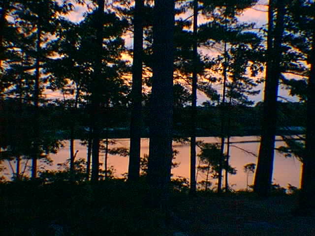 silhouette of trees McCrae Island