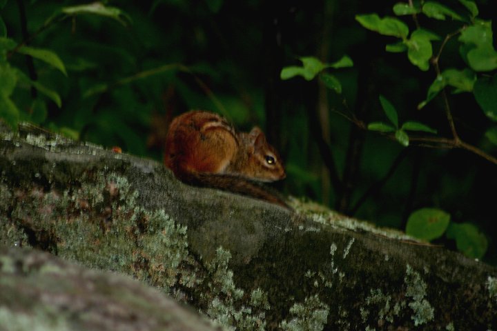 chipmunk