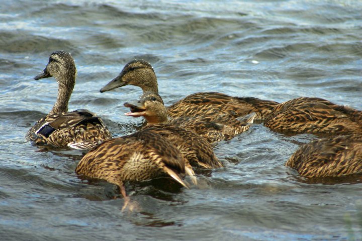 mallard ducks