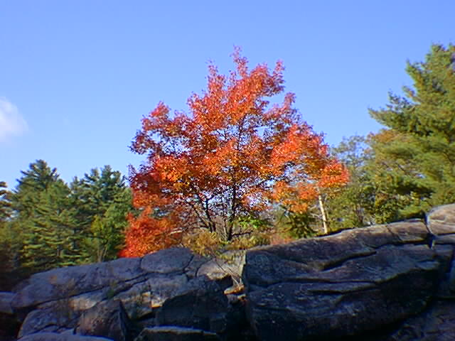 fall8.jpg 640x480