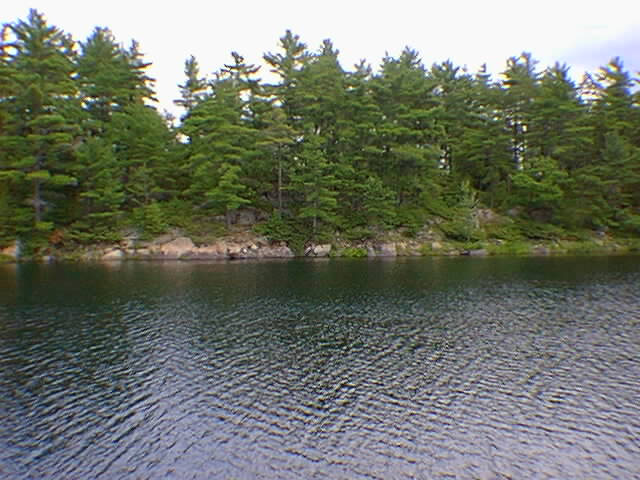 treeline.jpg 640x480