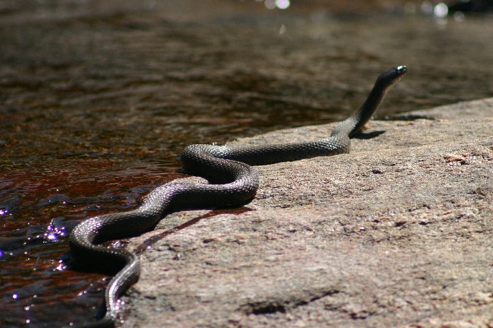 watersnake
