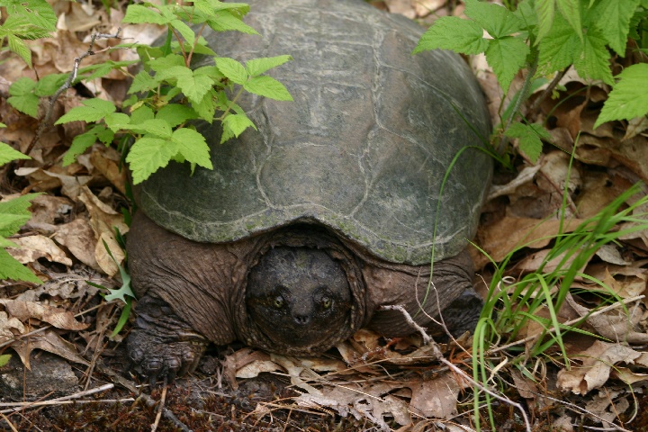 Turtle near the rapids.