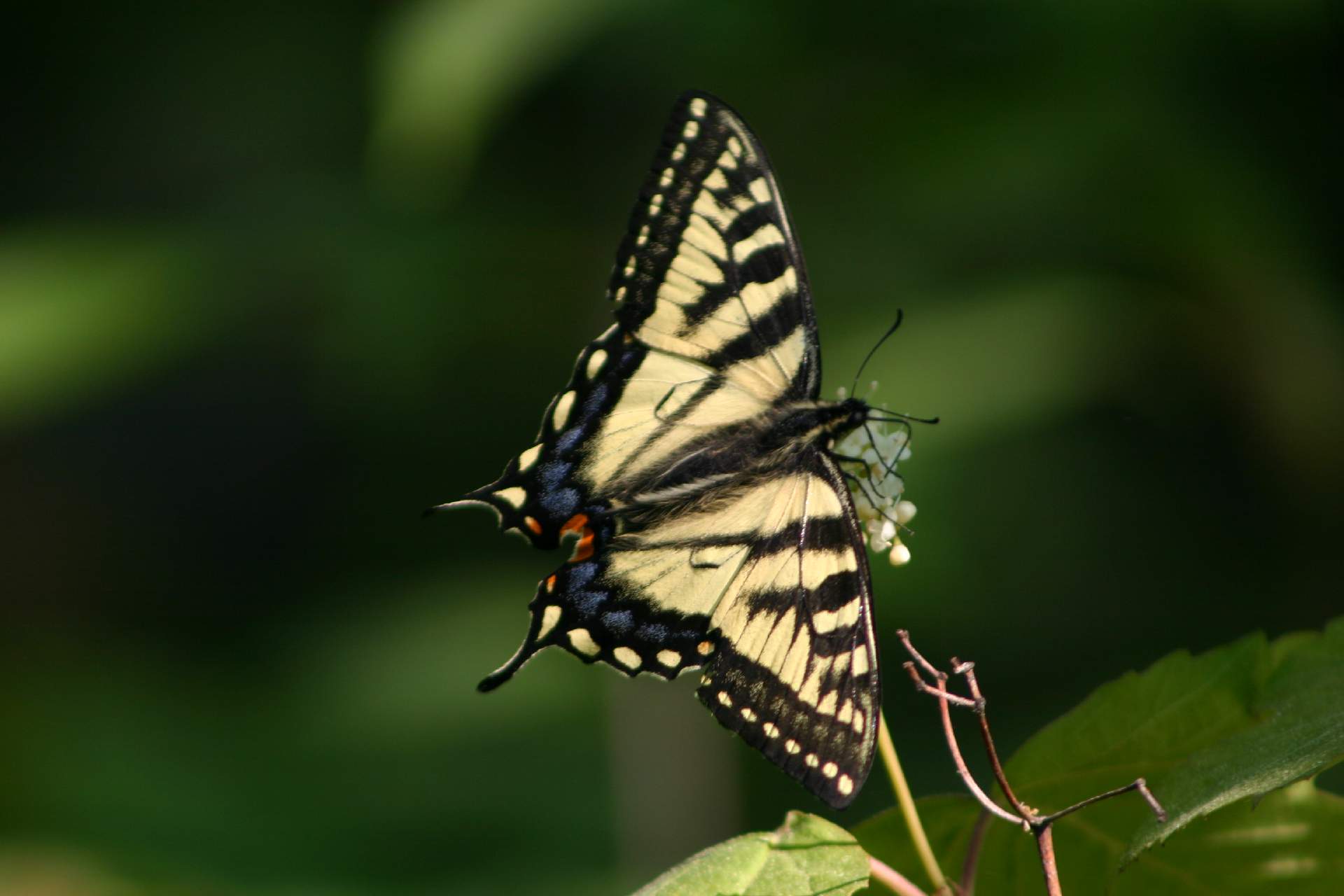 Tiger Swallow Tail butterfly near rapids.