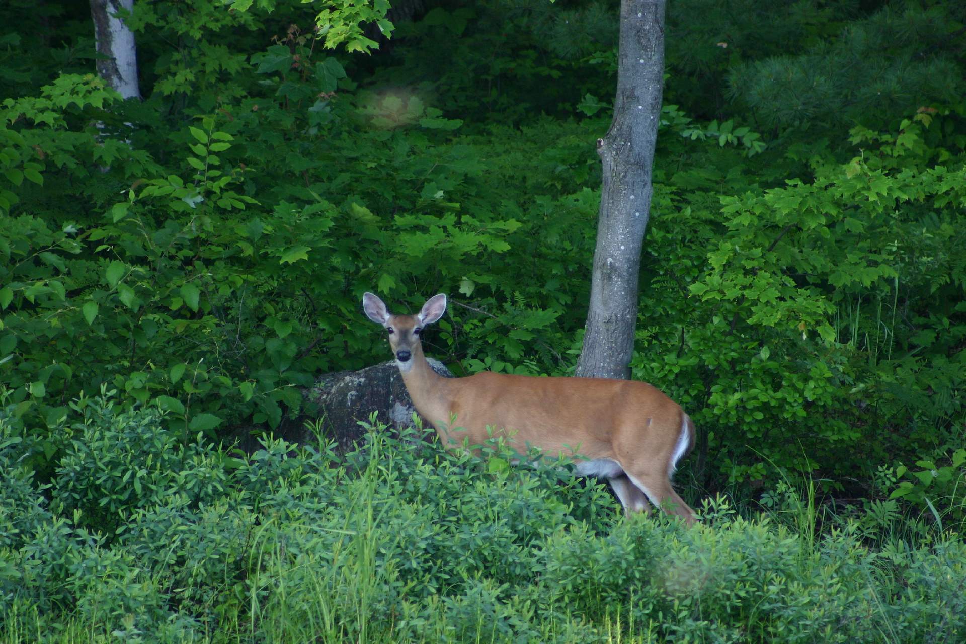 Picture of a deer at McCrae Lake.
